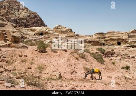 Esel weidet im Tal von Petra zwischen Höhlen, Wohnungen und Gräbern. Petra ist eine historische und archäologische Stadt im Süden Jordaniens. Petra ist berühmt für seine Felsenarchitektur und das Wasserleitungssystem und wird wegen der Farbe des Sandsteins, aus dem es geschnitzt ist, auch „Rosenstadt“ genannt. Es grenzt an den Berg Jabal Al-Madbah, in einem Becken, das von Bergen umgeben ist, die die Ostflanke des Arabah-Tals bilden, das vom Toten Meer bis zum Golf von Aqaba verläuft. Der Zugang zur Stadt erfolgt über eine berühmte malerische Schlucht namens Siq, die direkt zum Khazneh führt. Stockfoto