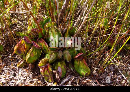 Albany-Kannenpflanze (Cephalotus follicularis) im natürlichen Lebensraum Westaustraliens Stockfoto