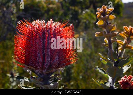 Rote Blume der Scarlett Banksia (Banksia coccinea) im natürlichen Lebensraum Westaustralien Stockfoto