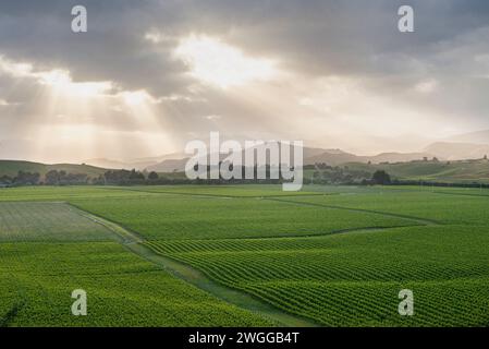 Weinberge in der Nähe von Blenheim in der Region Marlborough in Neuseeland Stockfoto