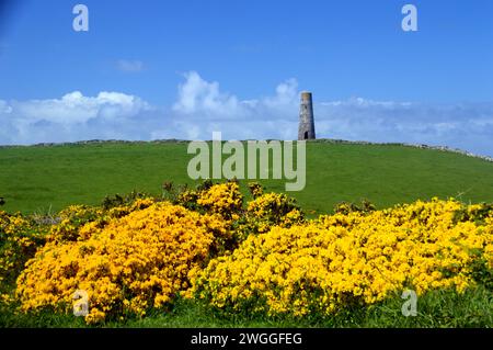 Ginserbüsche und der Old Stone Stepper Point Daymark Navigation Tower aus dem 19. Jahrhundert auf dem South West Coastal Path in der Nähe von Padstow in Cornwall, England, Großbritannien. Stockfoto