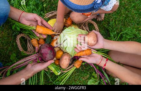 Eine Familie erntet Gemüse im Garten. Selektiver Fokus. Stockfoto