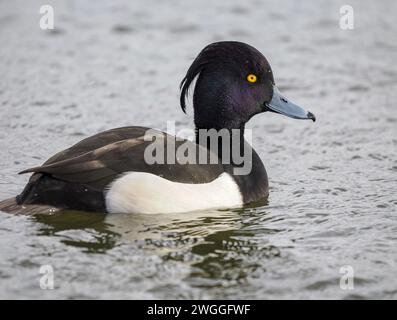 Tufted Duck drake Aythya Fuligula zwischen Tauchgängen in Slimbridge Gloucestershire UK Stockfoto
