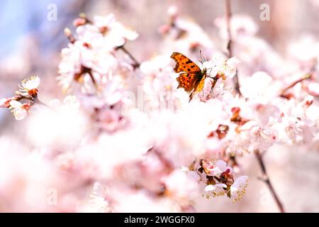 Schmetterling, der auf einem Zweig eines blühenden Baumes ruht Stockfoto