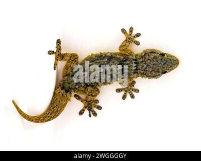 Gecko auf weißem Hintergrund Stockfoto