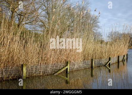 Gewöhnliches hohes Schilf, das am Rande eines kleinen Sees wächst, mit einem umliegenden Zaun, der sich auf der Wasseroberfläche spiegelt. Stockfoto