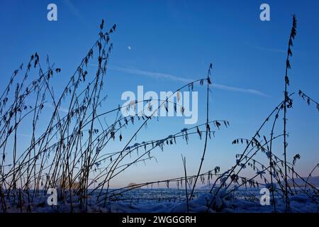 Silhouette von Gräsern bedeckt mit Schnee und Eis vor einem blauen Himmel. Nahaufnahme vor einem schneebedeckten Feld im Kraichgau. Stockfoto