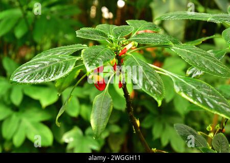 Kongo-Kakadu oder Papageienpflanze (Impatiens niamniamensis) ist ein immergrüner Strauch, der im tropischen Afrika beheimatet ist. Blumendetail. Stockfoto