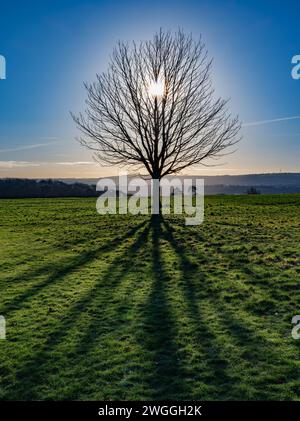 Baum im Winter Silhouette in der Morgensonne auf einem Hügel über Bristol UK Stockfoto