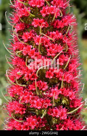 Tajinaste rojo (Echium wildpretii) ist eine zweijährige Pflanze endemisch auf Teneriffa und La Palma Inseln, Kanarische Inseln, Spanien. Blütenstand. Stockfoto