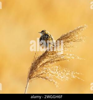 Fächerschwänzer, Zitting Cisticola, Cisticola Juncidis, auf einem Schilf stehend. Stockfoto