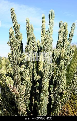 Der Cardon uruguayo (Cereus uruguayanus monstrosus, Cereus peruvianus monstrosus oder Cereus hildmannianus monstrosus) ist eine Sukkulenten aus dem Süden Stockfoto