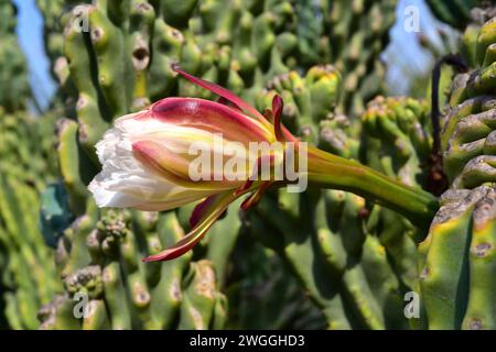 Der Cardon uruguayo (Cereus uruguayanus monstrosus, Cereus peruvianus monstrosus oder Cereus hildmannianus monstrosus) ist eine Sukkulenten aus dem Süden Stockfoto