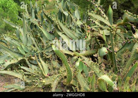 Kuhzunge Kaktusbirne (Opuntia engelmannii linguiformis) ist eine stachelige und saftige Pflanze, die in Texas beheimatet und in anderen gemäßigten Regionen eingebürgert ist. Stockfoto