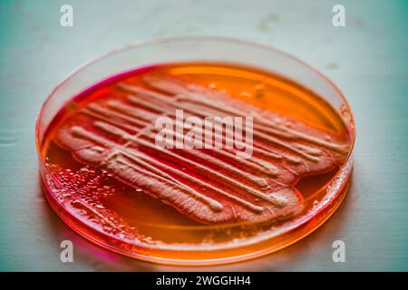 Kolonien von Bakterien und Mikroorganismen auf der Oberfläche von Agar und Wind während der mikrobiologischen Analyse in einem wissenschaftlichen Labor Stockfoto