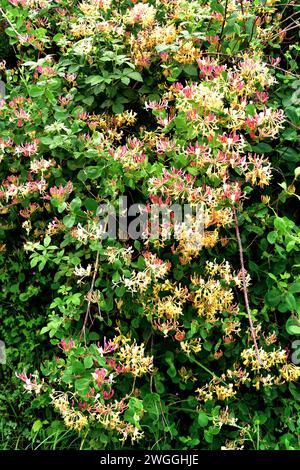 Die Etruskische Geißblatt (Lonicera etrusca) ist eine Laubbergsteigerpflanze, die in Europa beheimatet ist. Dieses Foto wurde in der Provinz Burgos, Castilla-Leon, Spanien aufgenommen. Stockfoto