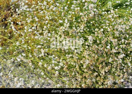Albada oder jabonera (Gypsophyla struthium) ist ein mehrjähriges Kraut, das auf den Gipsböden Spaniens beheimatet ist. Blühende Pflanze. Stockfoto