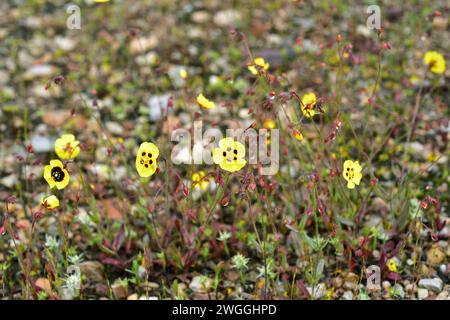 Die gefleckte Felsenrose (Tuberaria guttata oder Helianthemum guttatum) ist eine einjährige Pflanze, die im Mittelmeerbecken in Portugal und in einigen Gebieten von Bri beheimatet ist Stockfoto