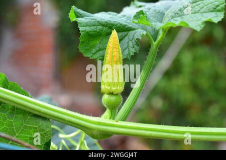 Warty Kürbis (Cucurbita pepo verrucosa) ist eine kultivierte Kletterpflanze. Blumen und junge Früchte Detail. Stockfoto