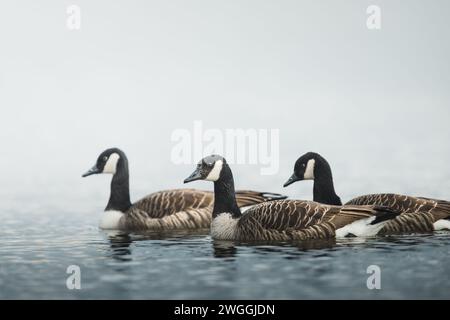 Eine Gruppe Kanadiengänse (Branta canadensis) gleitet anmutig durch einen ruhigen See Stockfoto