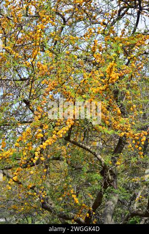 Aromo, churqui oder espinillo (Acacia caven oder Vachellia caven) ist ein stacheliger Laubbaum, der im südlichen Südamerika beheimatet ist. Blühende Pflanze. Stockfoto