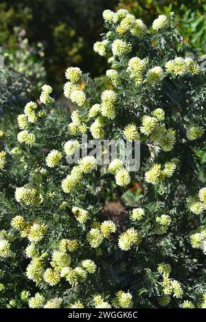 Barba de Jupiter (Anthyllis barba-jovis) ist ein Strauch, der im zentralen Mittelmeer beheimatet ist. Blühende Pflanze. Stockfoto
