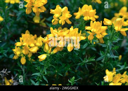 Der spanische Ginster (Genista hispanica) ist ein Stachelstrauch aus Nordspanien und Südfrankreich. Dieses Foto wurde in Burgos provi aufgenommen Stockfoto