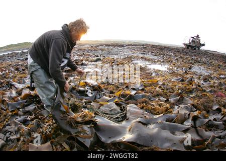 Seetangzucht auf King Island, Australien. Stockfoto