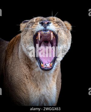 Diese Löwin sieht aus wie der wilde KNOWSLEY SAFARI PARK, Großbritannien. ERSTAUNLICHE BILDER, die in Zoos in ganz Großbritannien aufgenommen wurden, zeigen die klaffenden Kiefer unserer furchterregendsten Raubtiere Stockfoto