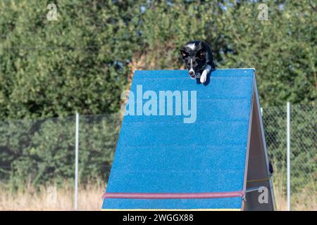 Border Collie springt in eine Agility-Palisade Stockfoto