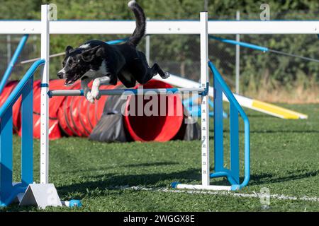 Border Collie springt über einen Zaun Stockfoto