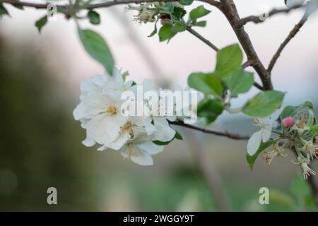 Apfelblüten auf einem Granny smith Baum Stockfoto