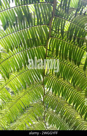 Nahaufnahme eines grünen Blattes eines riesigen Farns im Regenwald von Bali Stockfoto