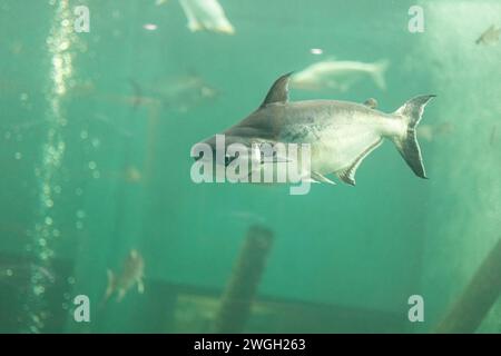 Nahaufnahme von Paroon Shark, der unter dem Wasser schwimmt. Paroon Shark im Aquarium. Stockfoto