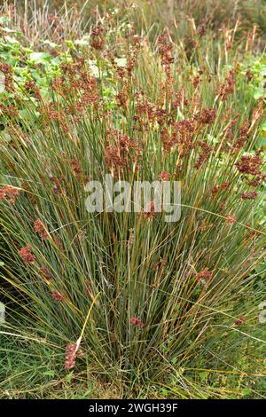 Stachelroch oder scharfer Rush (Juncus acutus) ist eine ausdauernde Pflanze, die in Dünen und Salzwiesen wächst. Dieses Foto wurde in Cala Joncols, Girona provi, aufgenommen Stockfoto