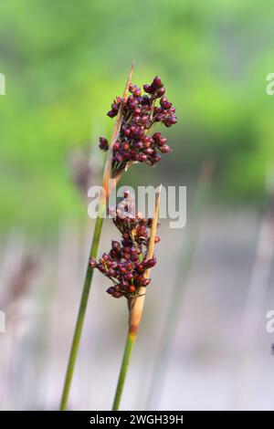 Stachelroch oder scharfer Rush (Juncus acutus) ist eine ausdauernde Pflanze, die in Dünen und Salzwiesen wächst. Fruchtdetails. Dieses Foto wurde in Cap Ras, GI, aufgenommen Stockfoto