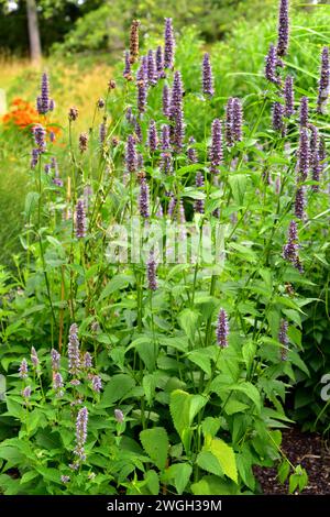 Anis-Ysop oder blauer Riesenhysop (Agastache foeniculum) ist eine Zierpflanze aus Nordamerika. Stockfoto