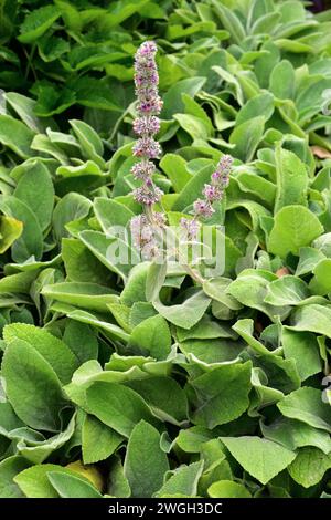 Lamb's ear (Stachys byzantina or Stachys lanata) is a perennial herb native to western Asia. Inflorescence detail. Stockfoto
