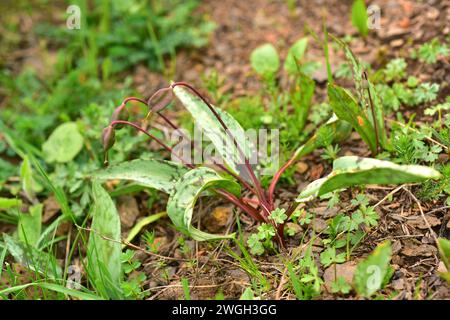 Hahnentrittveilchen (Erythronium dens-canis) ist eine bauchige mehrjährige Pflanze, die in Mitteleuropa und den südeuropäischen Bergen beheimatet ist. Fruchtdetails. Dieses Foto Stockfoto