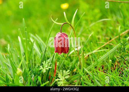 Fritillaria pyrenaica oder Fritillaria nigra ist ein mehrjähriges Kraut, das in den Pyrenäen, den Kantabrischen Bergen und den iberischen Masi beheimatet ist Stockfoto