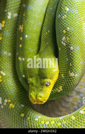 Grüne Baumpython (Morelia viridis), Schlange aus nächster Nähe. Stockfoto