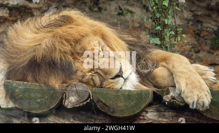 Der Löwe (Panthera leo), männlich aus nächster Nähe, der auf einer Holzbank schläft. Stockfoto
