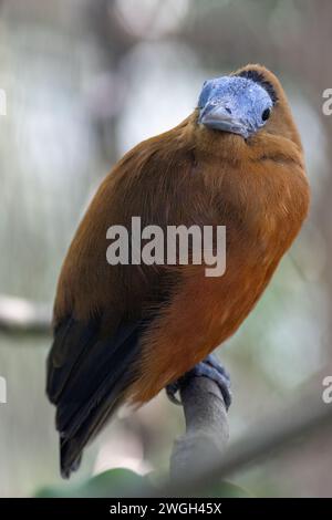 Kapuzinervogel (Perissocephalus tricolor), der auf einem Zweig eines Baumes sitzt. Stockfoto