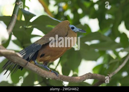 Kapuzinervogel (Perissocephalus tricolor), der auf einem Zweig eines Baumes sitzt. Stockfoto