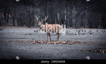 Hirsch am Wald, Schwarzweißbild, wilde Hirsche, ruhiger Tag Stockfoto