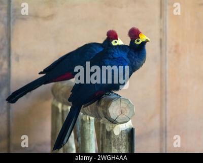 Ross's Turaco (Tauraco rossae), ein bläulich-violetter afrikanischer Vogel. Stockfoto