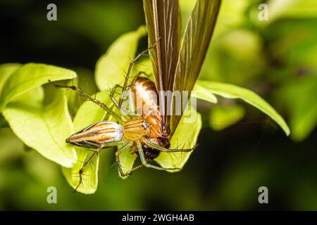 Gestreifte Lynx Spider der Gattung Oxyope mit Beute, gelbe Lynx Spider, Insekten Makrofotografie, selektiver Fokus. Stockfoto