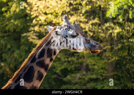 Die Rothschildgiraffe (Giraffa camelopardalis rothschildi) aus der Nähe. Stockfoto