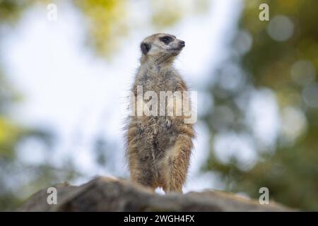 Das Erdmännchen (Suricata suricatta), Porträt des Suricats in Aussichtsposition. Stockfoto