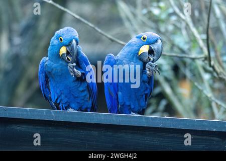 Der Hyazinthenaras (Anodorhynchus hyacinthinus), ein Papageienpaar. Stockfoto